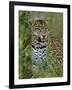 Female Leopard, Sabi Sands Game Reserve, South Africa-John Warburton-lee-Framed Photographic Print