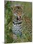 Female Leopard, Sabi Sands Game Reserve, South Africa-John Warburton-lee-Mounted Photographic Print