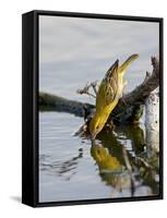 Female Lesser Masked Weaver (Ploceus Intermedius) Drinking, Kruger National Park, South Africa-James Hager-Framed Stretched Canvas