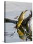 Female Lesser Masked Weaver (Ploceus Intermedius) Drinking, Kruger National Park, South Africa-James Hager-Stretched Canvas