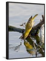 Female Lesser Masked Weaver (Ploceus Intermedius) Drinking, Kruger National Park, South Africa-James Hager-Framed Photographic Print