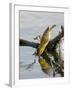 Female Lesser Masked Weaver (Ploceus Intermedius) Drinking, Kruger National Park, South Africa-James Hager-Framed Photographic Print