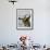 Female Lesser Masked Weaver (Ploceus Intermedius) Drinking, Kruger National Park, South Africa-James Hager-Framed Photographic Print displayed on a wall