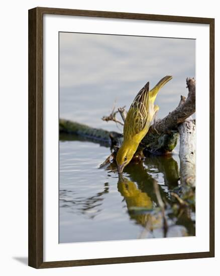 Female Lesser Masked Weaver (Ploceus Intermedius) Drinking, Kruger National Park, South Africa-James Hager-Framed Photographic Print