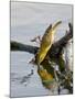 Female Lesser Masked Weaver (Ploceus Intermedius) Drinking, Kruger National Park, South Africa-James Hager-Mounted Photographic Print