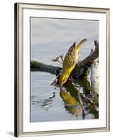 Female Lesser Masked Weaver (Ploceus Intermedius) Drinking, Kruger National Park, South Africa-James Hager-Framed Photographic Print