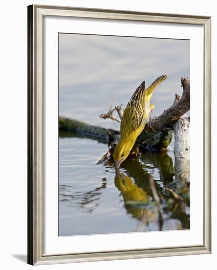 Female Lesser Masked Weaver (Ploceus Intermedius) Drinking, Kruger National Park, South Africa-James Hager-Framed Photographic Print