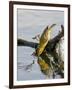 Female Lesser Masked Weaver (Ploceus Intermedius) Drinking, Kruger National Park, South Africa-James Hager-Framed Photographic Print