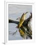 Female Lesser Masked Weaver (Ploceus Intermedius) Drinking, Kruger National Park, South Africa-James Hager-Framed Photographic Print