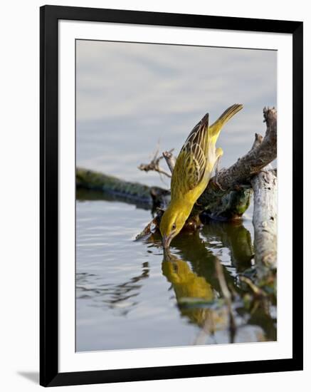 Female Lesser Masked Weaver (Ploceus Intermedius) Drinking, Kruger National Park, South Africa-James Hager-Framed Photographic Print