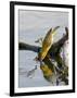 Female Lesser Masked Weaver (Ploceus Intermedius) Drinking, Kruger National Park, South Africa-James Hager-Framed Photographic Print