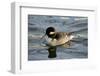 Female Lesser Scaup, Dawson Creek Park, Hillsboro, Oregon, USA-Michel Hersen-Framed Photographic Print