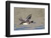 Female Lesser Scaup Duck in Flight-Hal Beral-Framed Photographic Print