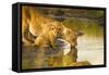 Female Lion and Cub Drinking at a Water Hole in the Maasai Mara, Kenya-Axel Brunst-Framed Stretched Canvas