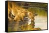 Female Lion and Cub Drinking at a Water Hole in the Maasai Mara, Kenya-Axel Brunst-Framed Stretched Canvas