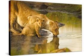 Female Lion and Cub Drinking at a Water Hole in the Maasai Mara, Kenya-Axel Brunst-Stretched Canvas