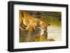 Female Lion and Cub Drinking at a Water Hole in the Maasai Mara, Kenya-Axel Brunst-Framed Photographic Print