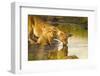 Female Lion and Cub Drinking at a Water Hole in the Maasai Mara, Kenya-Axel Brunst-Framed Photographic Print