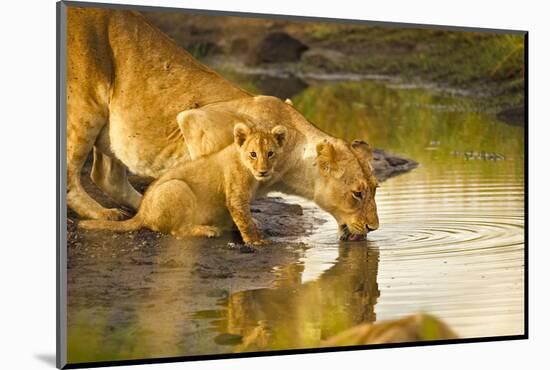 Female Lion and Cub Drinking at a Water Hole in the Maasai Mara, Kenya-Axel Brunst-Mounted Photographic Print