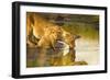 Female Lion and Cub Drinking at a Water Hole in the Maasai Mara, Kenya-Axel Brunst-Framed Photographic Print