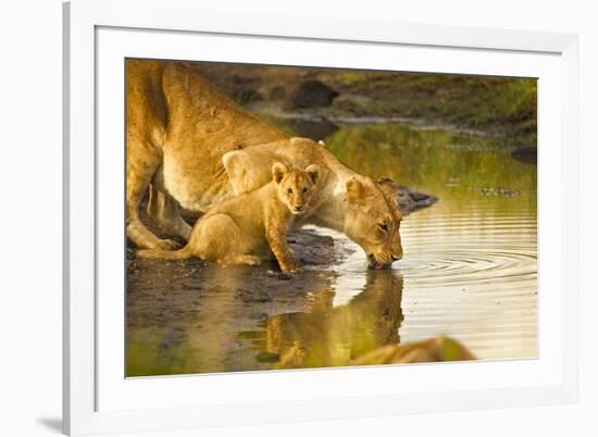 Female Lion and Cub Drinking at a Water Hole in the Maasai Mara, Kenya-Axel Brunst-Framed Photographic Print