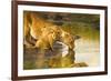 Female Lion and Cub Drinking at a Water Hole in the Maasai Mara, Kenya-Axel Brunst-Framed Photographic Print