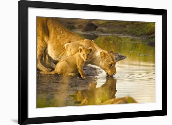 Female Lion and Cub Drinking at a Water Hole in the Maasai Mara, Kenya-Axel Brunst-Framed Photographic Print