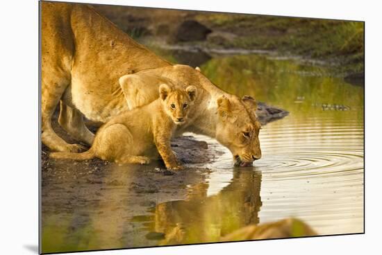 Female Lion and Cub Drinking at a Water Hole in the Maasai Mara, Kenya-Axel Brunst-Mounted Photographic Print