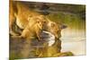 Female Lion and Cub Drinking at a Water Hole in the Maasai Mara, Kenya-Axel Brunst-Mounted Photographic Print