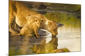 Female Lion and Cub Drinking at a Water Hole in the Maasai Mara, Kenya-Axel Brunst-Mounted Photographic Print