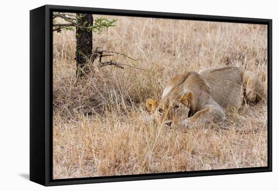 Female lion, Maasai Mara National Reserve, Kenya-Nico Tondini-Framed Stretched Canvas