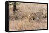 Female lion, Maasai Mara National Reserve, Kenya-Nico Tondini-Framed Stretched Canvas