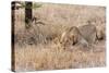 Female lion, Maasai Mara National Reserve, Kenya-Nico Tondini-Stretched Canvas