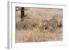Female lion, Maasai Mara National Reserve, Kenya-Nico Tondini-Framed Photographic Print
