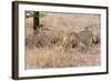 Female lion, Maasai Mara National Reserve, Kenya-Nico Tondini-Framed Photographic Print