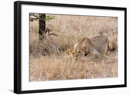 Female lion, Maasai Mara National Reserve, Kenya-Nico Tondini-Framed Photographic Print