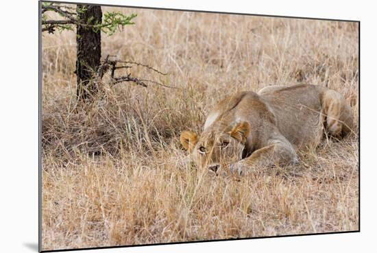 Female lion, Maasai Mara National Reserve, Kenya-Nico Tondini-Mounted Photographic Print