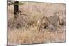 Female lion, Maasai Mara National Reserve, Kenya-Nico Tondini-Mounted Photographic Print