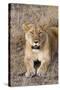 Female lion, Maasai Mara National Reserve, Kenya-Nico Tondini-Stretched Canvas