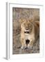 Female lion, Maasai Mara National Reserve, Kenya-Nico Tondini-Framed Photographic Print