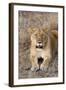 Female lion, Maasai Mara National Reserve, Kenya-Nico Tondini-Framed Photographic Print