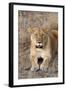 Female lion, Maasai Mara National Reserve, Kenya-Nico Tondini-Framed Photographic Print