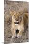 Female lion, Maasai Mara National Reserve, Kenya-Nico Tondini-Mounted Photographic Print