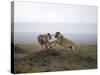 Female Lion, Masai Mara National Reserve, Kenya, East Africa, Africa-Angelo Cavalli-Stretched Canvas