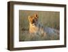 Female Lion Resting-Paul Souders-Framed Photographic Print