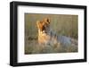 Female Lion Resting-Paul Souders-Framed Photographic Print