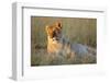 Female Lion Resting-Paul Souders-Framed Photographic Print