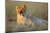 Female Lion Resting-Paul Souders-Mounted Photographic Print