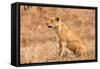 Female Lion Sitting in the Grass-Peter Wollinga-Framed Stretched Canvas