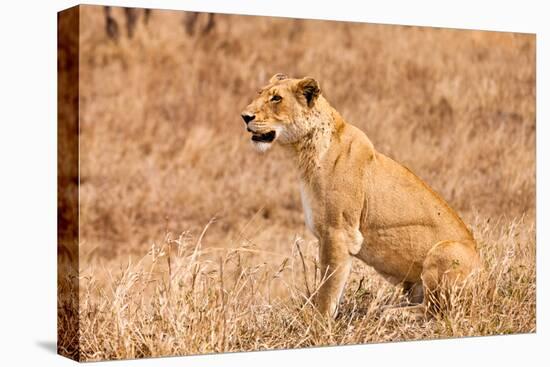 Female Lion Sitting in the Grass-Peter Wollinga-Stretched Canvas